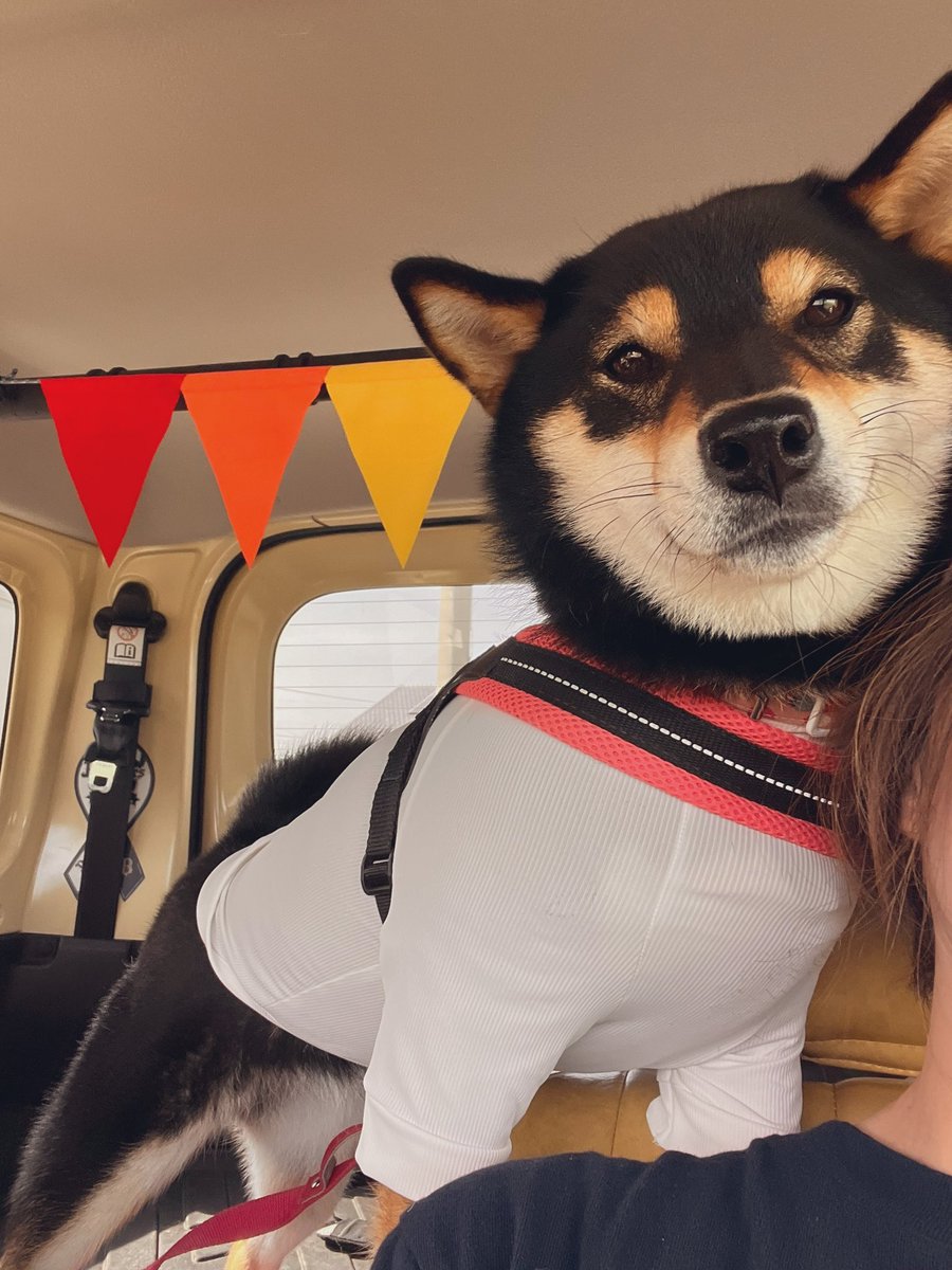 ちょっと早いけどお散歩に行くみたいでちゅ🎀