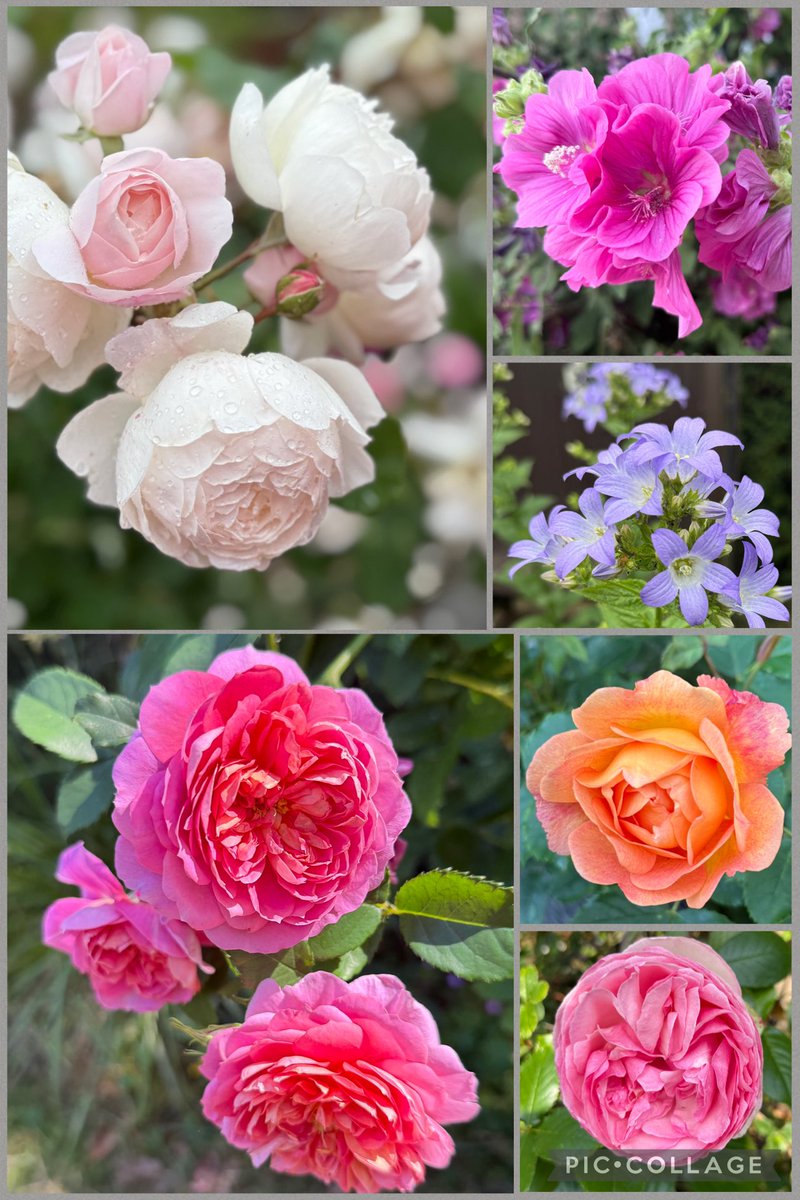 Still loving the #heatwave and making the most of the sunshine while we can. Everything’s blooming so it’s hard to choose this week’s #SixOnSaturday, but here goes! Have a wonderful day everyone! 🩷💜🧡🌸 #mygarden #GardeningX