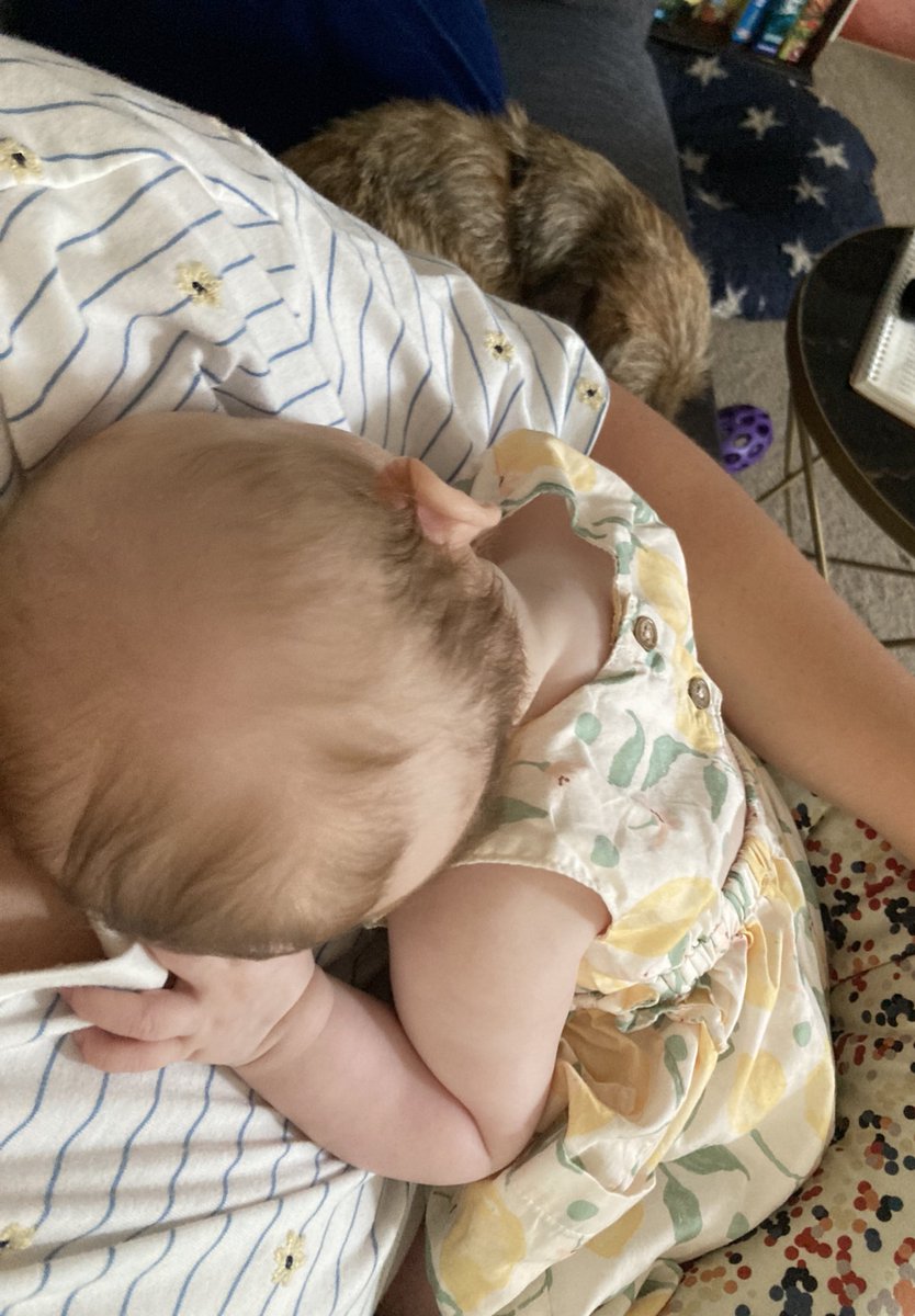 Getting our nap in before the adventure begins! <a href="/bt_basil/">Basil the BT CBE</a> <a href="/Bertie_the_BT/">Lord Bertie the BT MBE</a> <a href="/PeggyBorder/">Peggy the Border Terrier CBE 🎖️</a> (Mum wishes she could have a nap too! 😂)