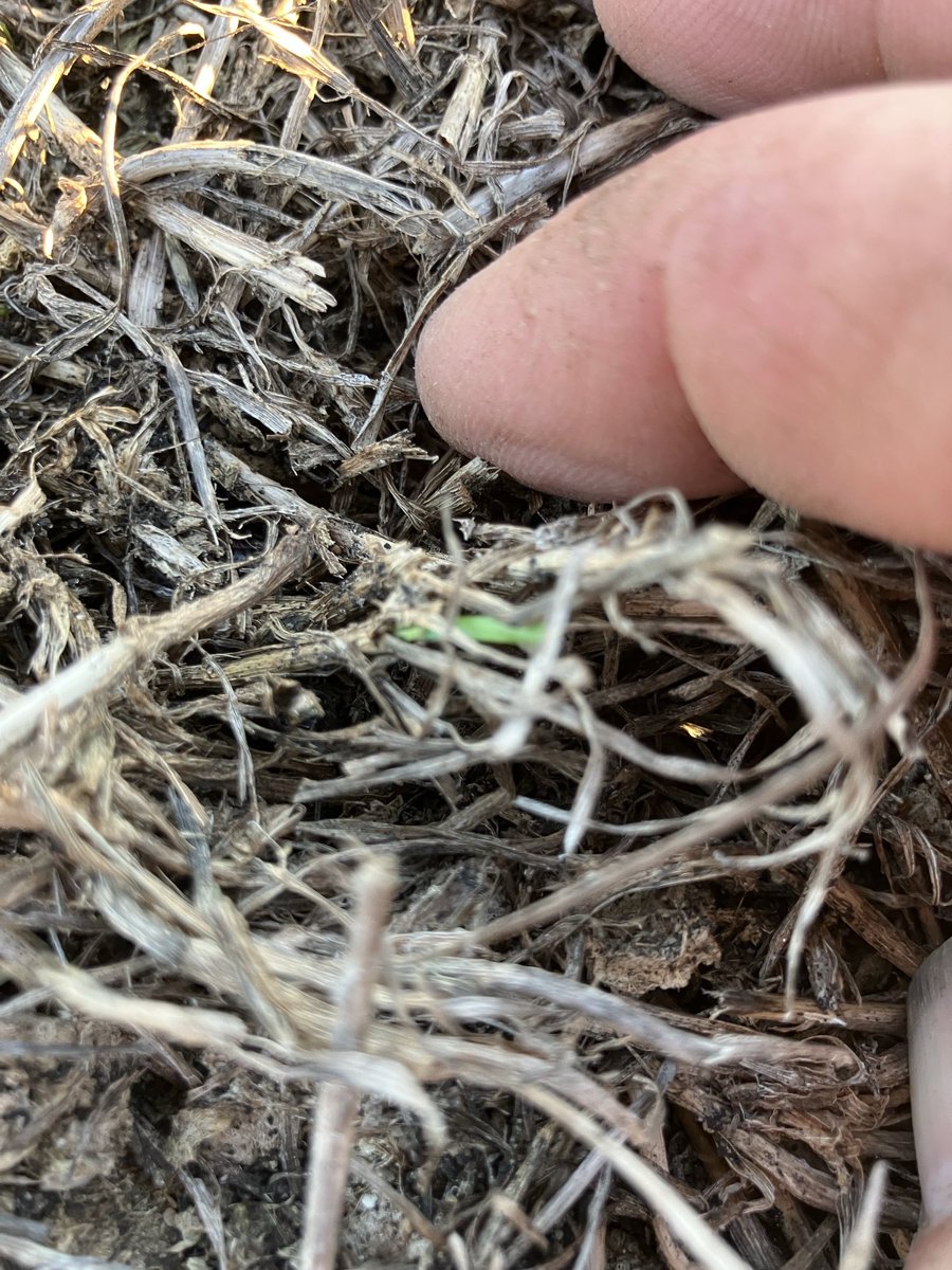 Phil White tweet media