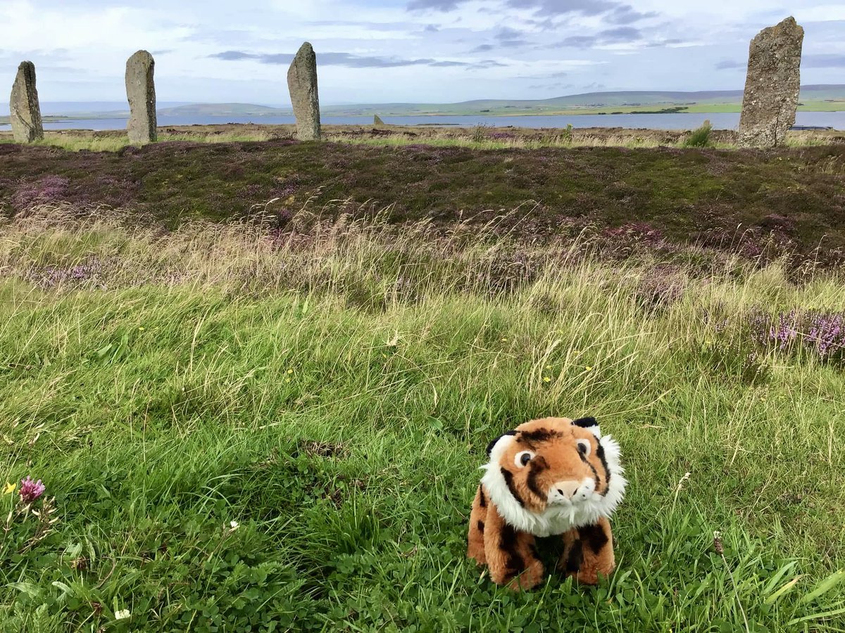 Happy Summer Solstice everybody! 🌞🐯