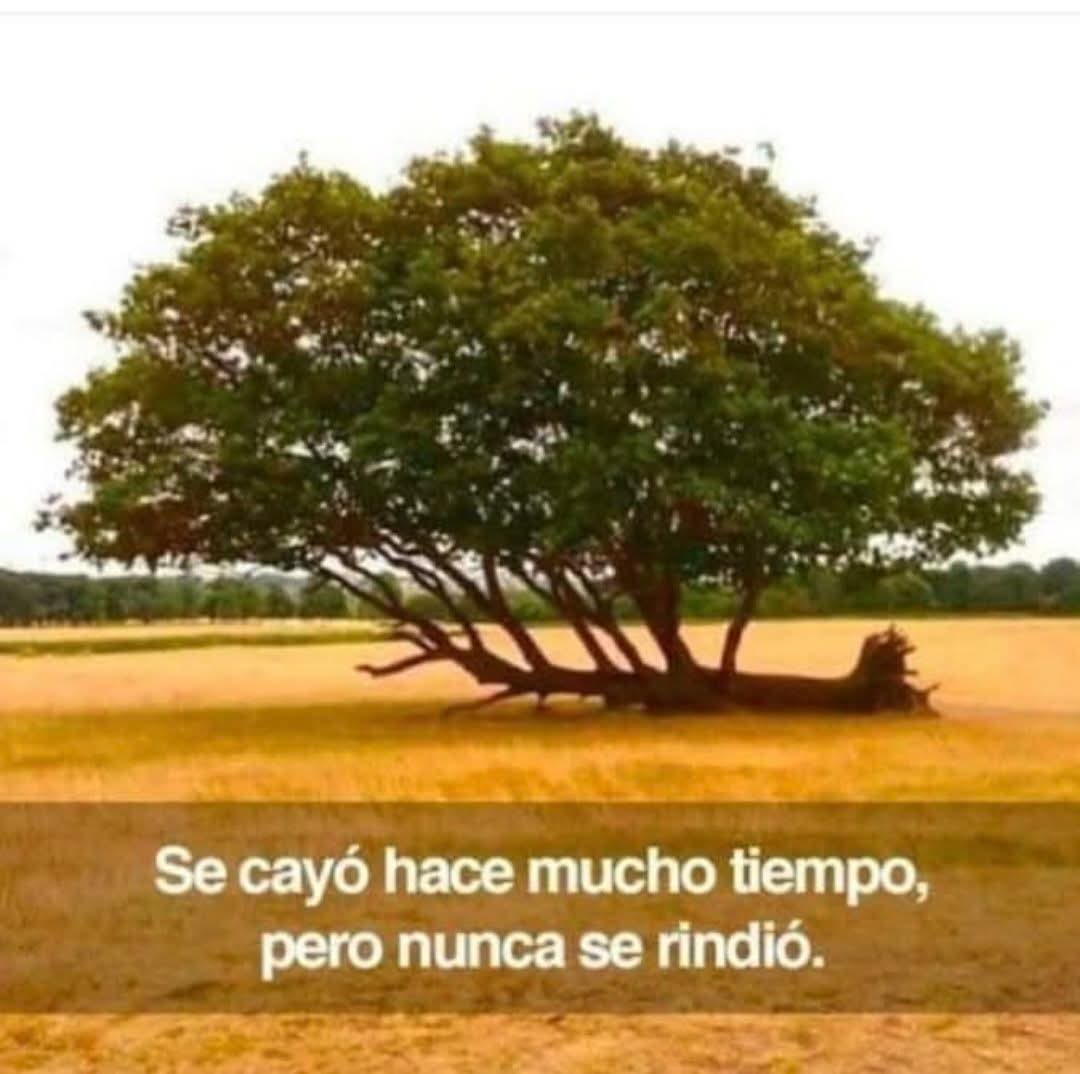 Antonio N Orellana Reyes (@protbestfriend) on Twitter photo 