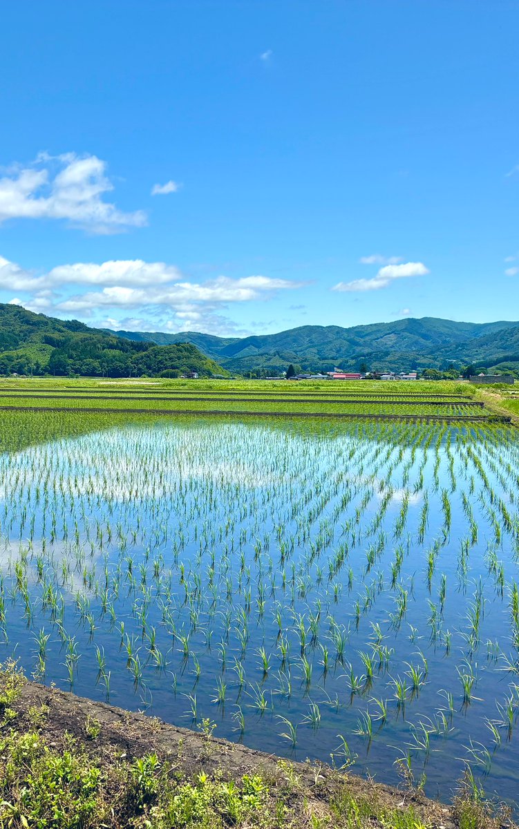 夏の遠野