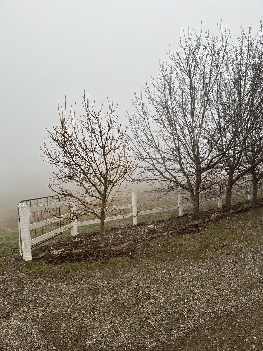 The day is almost over and the fog hasn’t lifted #Glenburn #Murrindindi