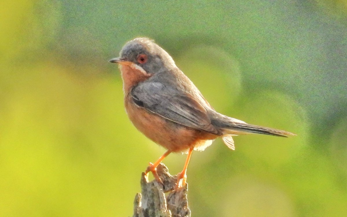 Estaba yo de paseo a primera hora de la mañana cuando oí los sonidos de alerta de este macho de CURRUCA CARRASQUEÑA OCCIDENTAL /Curruca iberiae/ que me escoltó desde una distancia prudente hasta que abandoné su "espacio aéreo" 😜.
No estaría lejos el nido, supongo