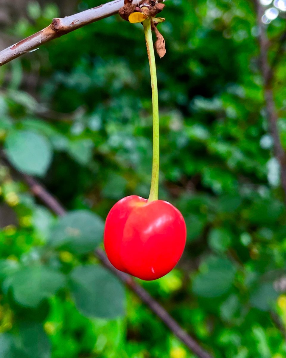 Pop #ffrwyth #pop #garden #cherry #naturephotgraphy #june #summer #Saturday #weekend