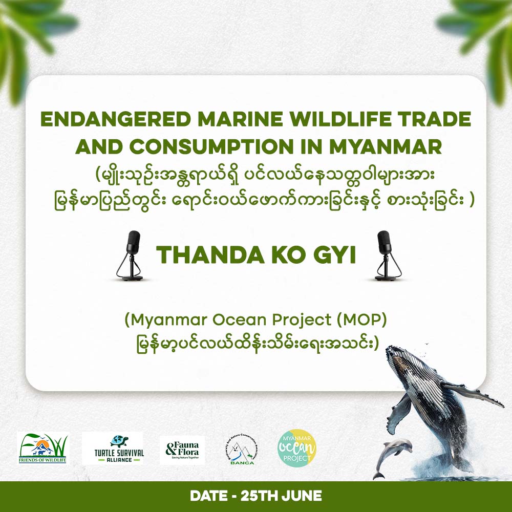 Join us for a webinar on #IllegalWildlifeTrade on the 25th and 26th of June. Myanmar Ocean Project will be discussing the Trade and Consumption of Endangered Marine Animals in Myanmar.