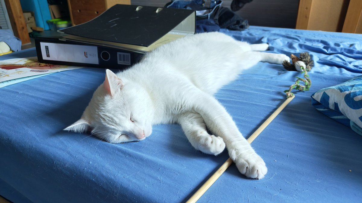 Vor einem Jahr kamst du zu mir und Bereichsstadt mein Leben, seit einem Monat hast du einen kleinen Bruder.
Bowie von den #nordstadtkatzen

Und Hallo von Pumuckl!