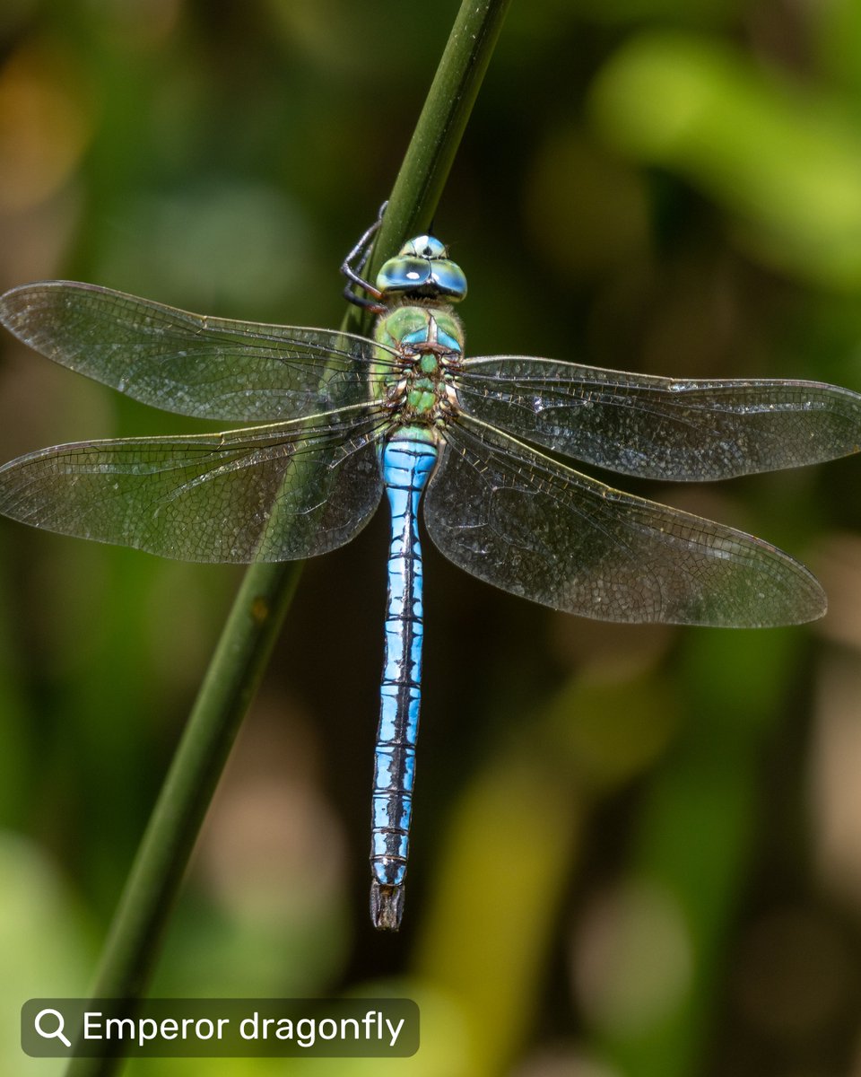 It's the first day of summer, and that means DRAGONFLIES! 💕

By mid-summer, you’ll likely see them zooming around wetlands (like Westhay Moor) in search of food, mates, and the perfect spot to land.

✍️ Have you spotted any dragonflies yet? Let us know!
