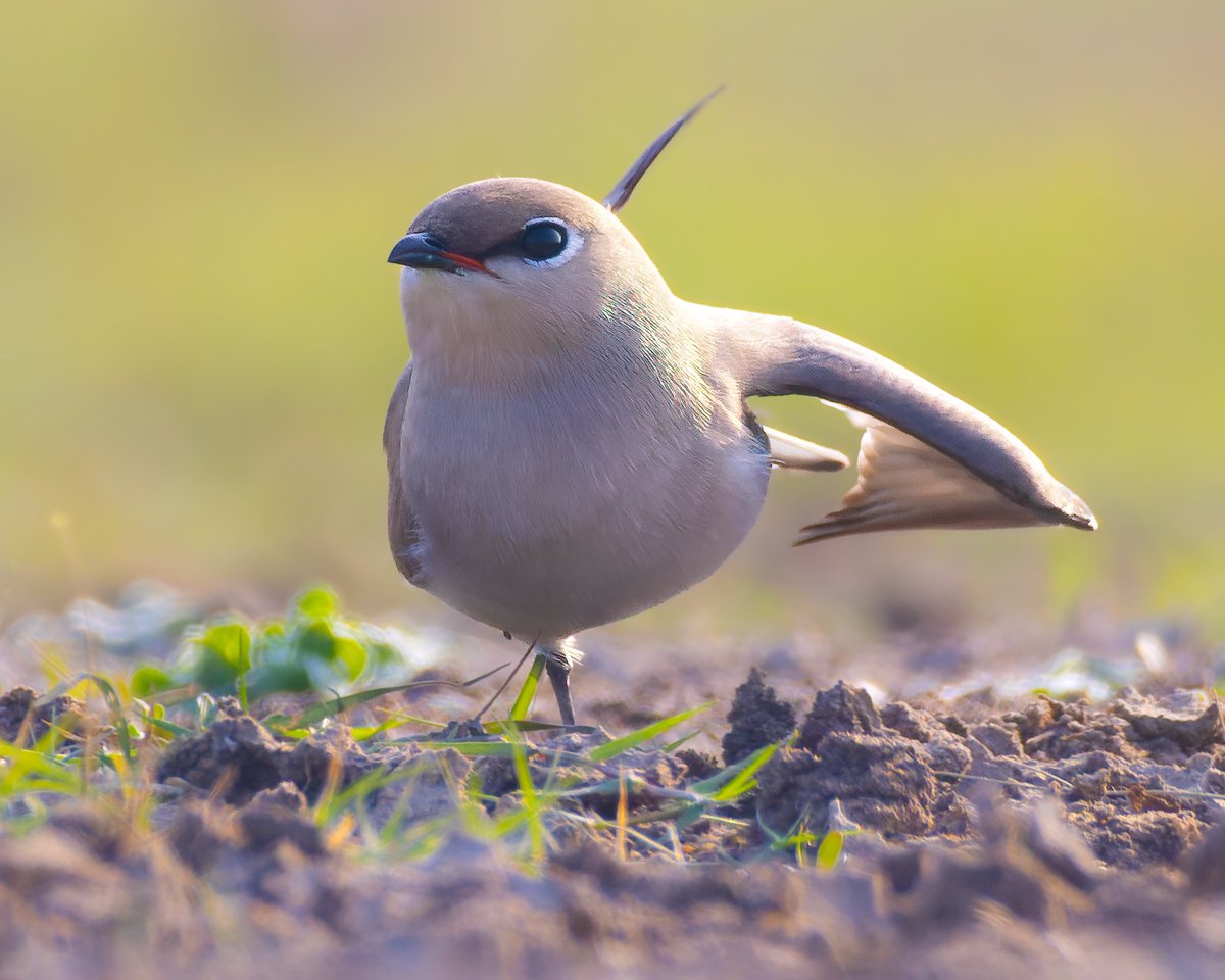 🧘‍♂️ Bird-asana in progress! 🐦 Celebrating World Yoga Day with perfect posture and peaceful vibes from nature’s tiniest yogi.🌱🌞 Happy #WorldYogaDay #yoga #indiAves in frame #smallpratincole #birdphotography #natgeoindia
