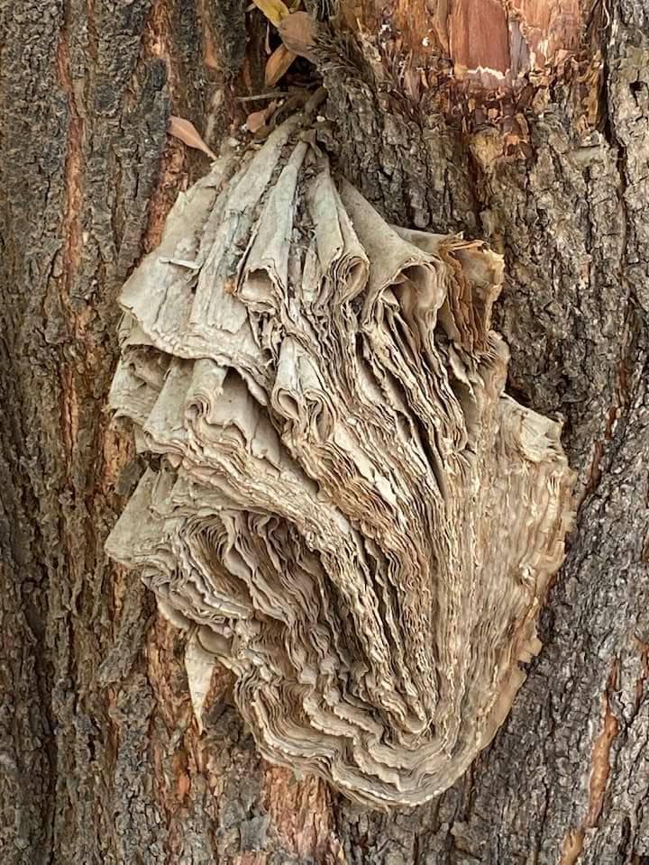 When tree grows news!
عندما تكبر الشجرة عن الأخبار!