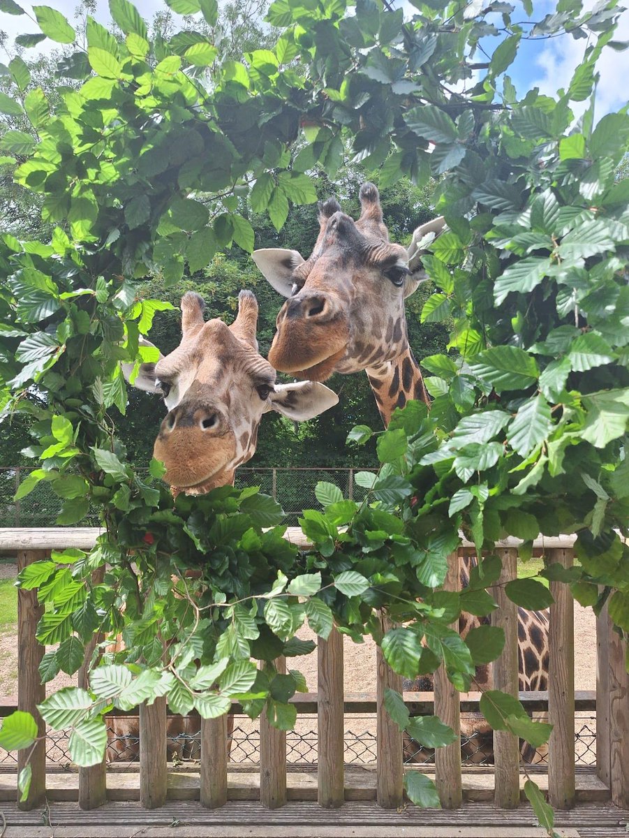 It’s World Giraffe Day and we’re celebrating with Josie and Kira! 

Find out more about our two female giraffes as well as the plight of their wild cousins, during our conservation talk, which currently runs every weekend at 12.15pm at their paddock.