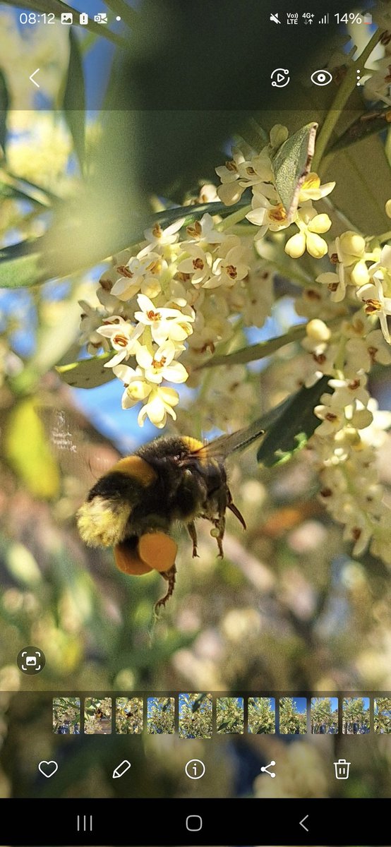 My olive tree has a fan #bumblebee #nofilterneeded