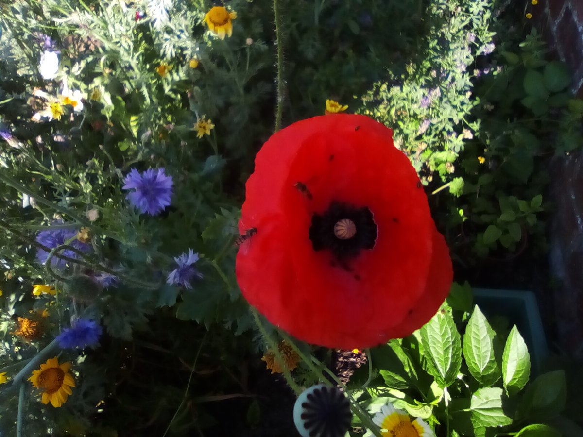 laurawattsflem1's tweet photo. #30DaysOfWild. #Hedgewatch. Look how many insects are on that one poppies. The flowers are attracting the bees. And grasses have plenty of insects on them.๐๐ https://t.co/yxJ05dbhGO