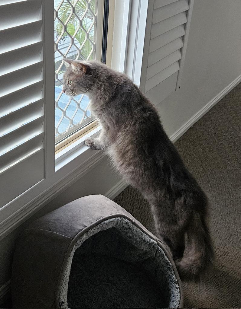 millyfromoz's tweet image. My Spotted Dove fren was looking for me, he didn&apos;t realise I was doing a very intense #Hedgewatch from upstairs ! 
Happy #Caturday 💙 !