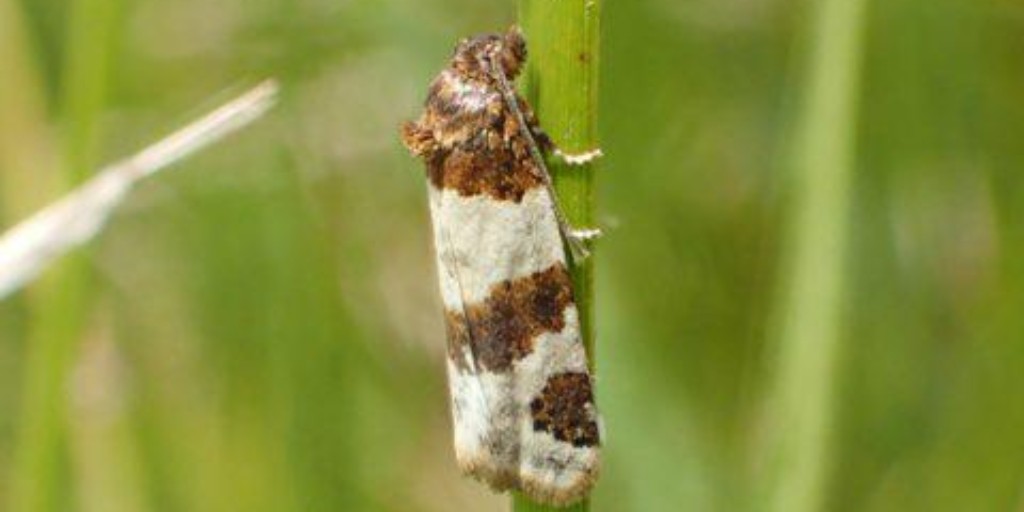 🦋 Thought extinct in England for 73 years, the Tiree Twist moth has been rediscovered at our Lydden Temple Ewell Reserve with <a href="/savebutterflies/">Butterfly Conservation 🦋</a>
A thrilling find – and just the start of efforts to protect it.
Support the habitat:
👉 kentwildlifetrust.org.uk/legacylandscap…
#Moths #UKMoths