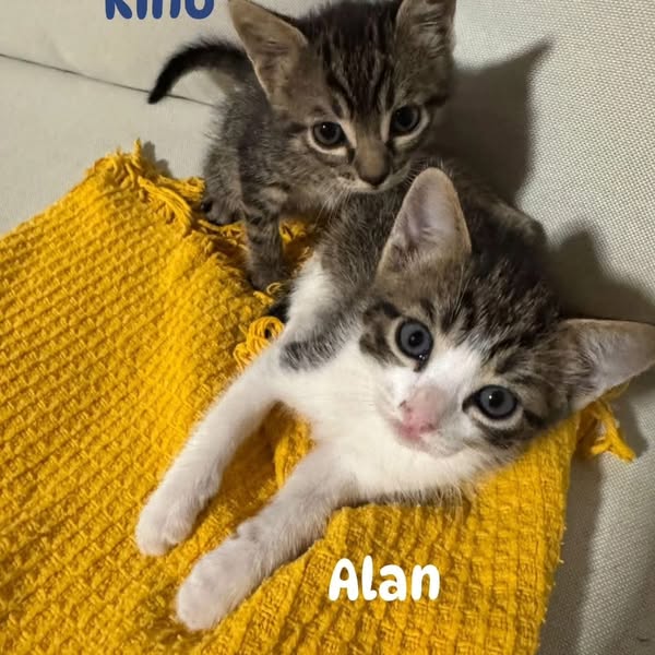 NADIE HA LLAMADO PARA DARLE UNA OPORTUNIDAD A ESTOS PEQUEÑOS.
PIDO MÁXIMA DIFUSIÓN PORFAVOR lo ideal seria que se fueran juntos, Sevilla
637 39 38 69( adopción Kino y Alan)