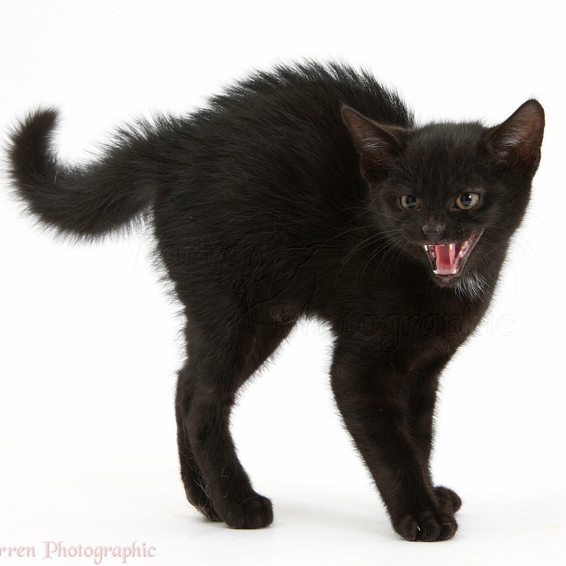 it’s him 🐈‍⬛