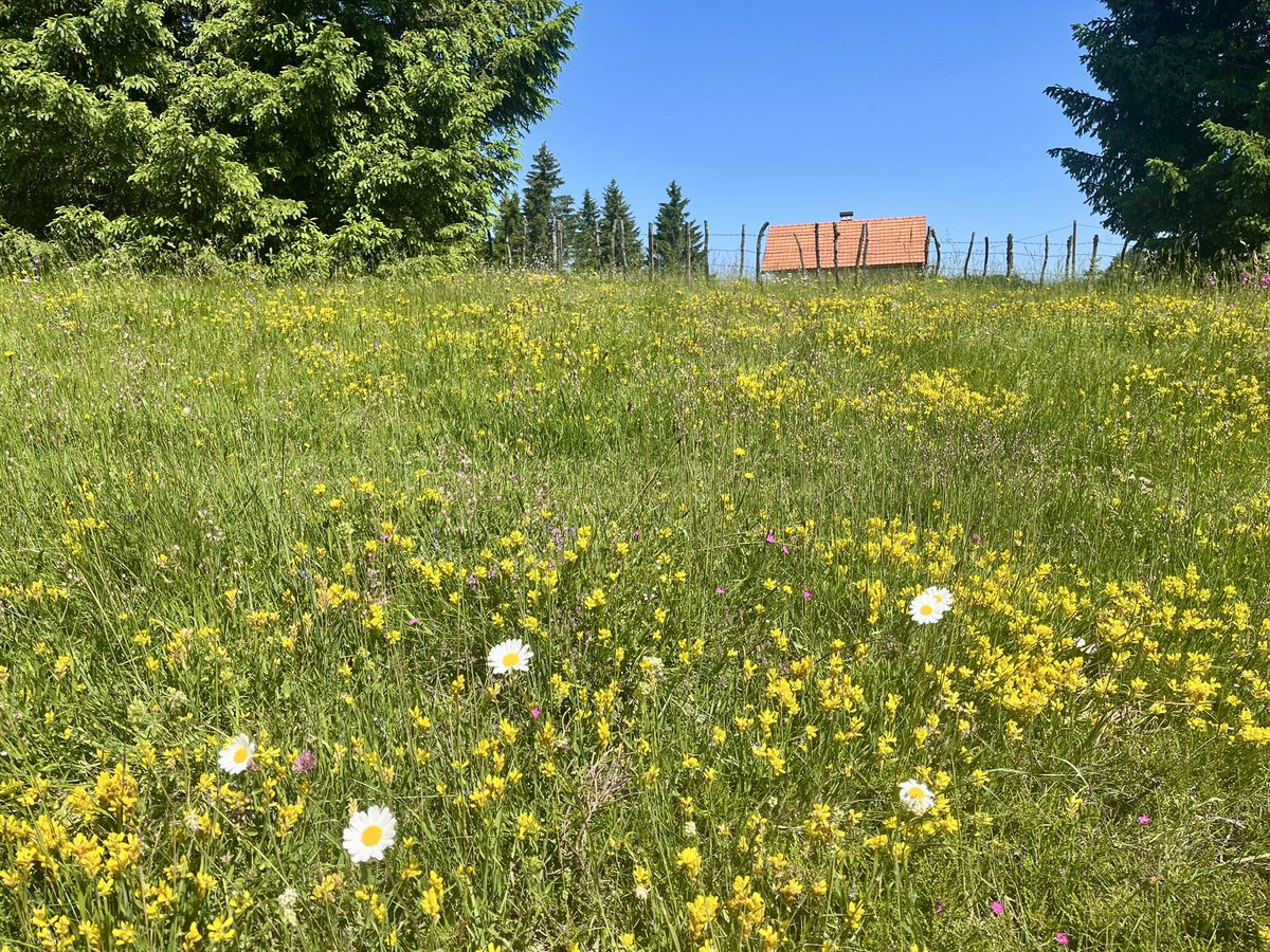 Dreamy midsummer day on the hills north of Sarajevo
