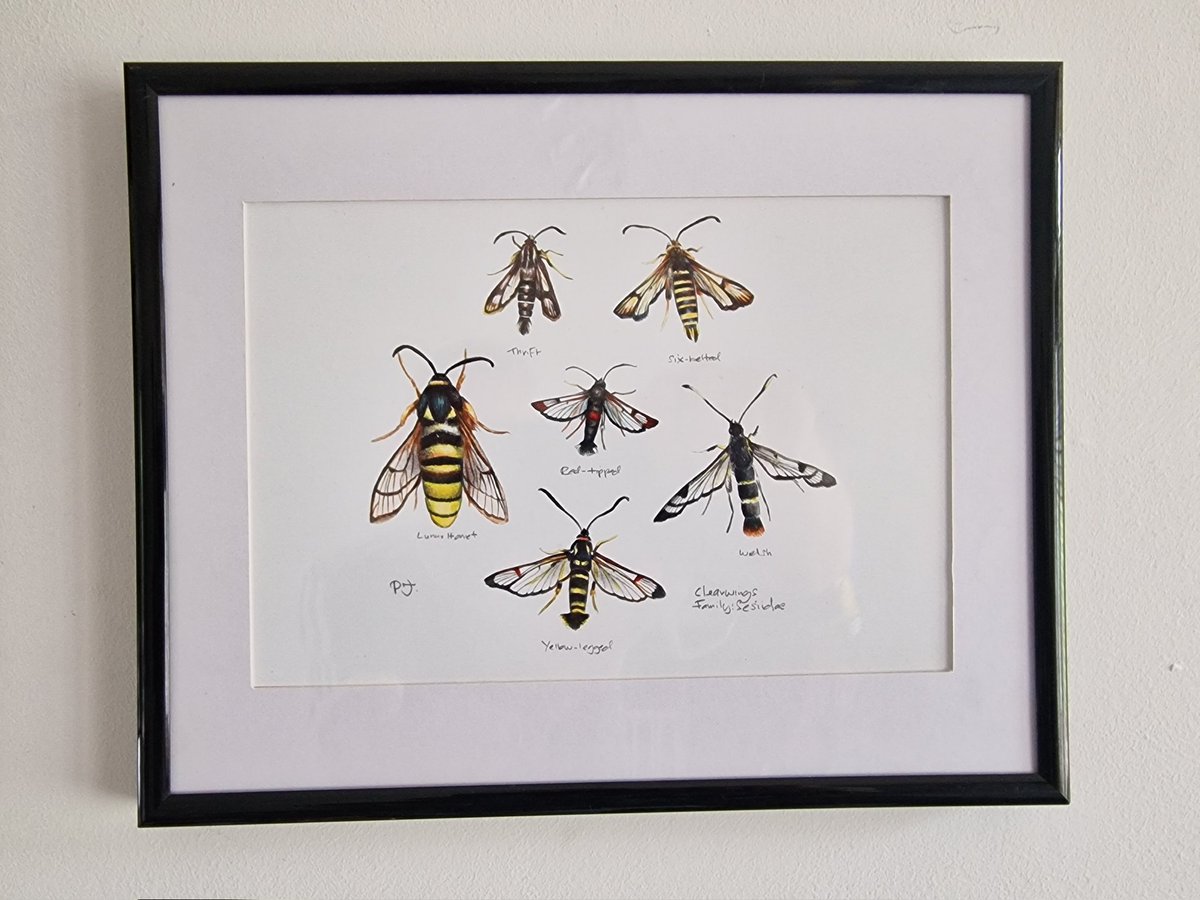 Dave Hutton (@davehobbyhutton) on Twitter photo Many thanks to <a href="/philjo61/">Phil Jones</a> for the fantastic framed Clearwing pic! Absolutely stunning... Many thanks to <a href="/philjo61/">Phil Jones</a> for the fantastic framed Clearwing pic! Absolutely stunning...