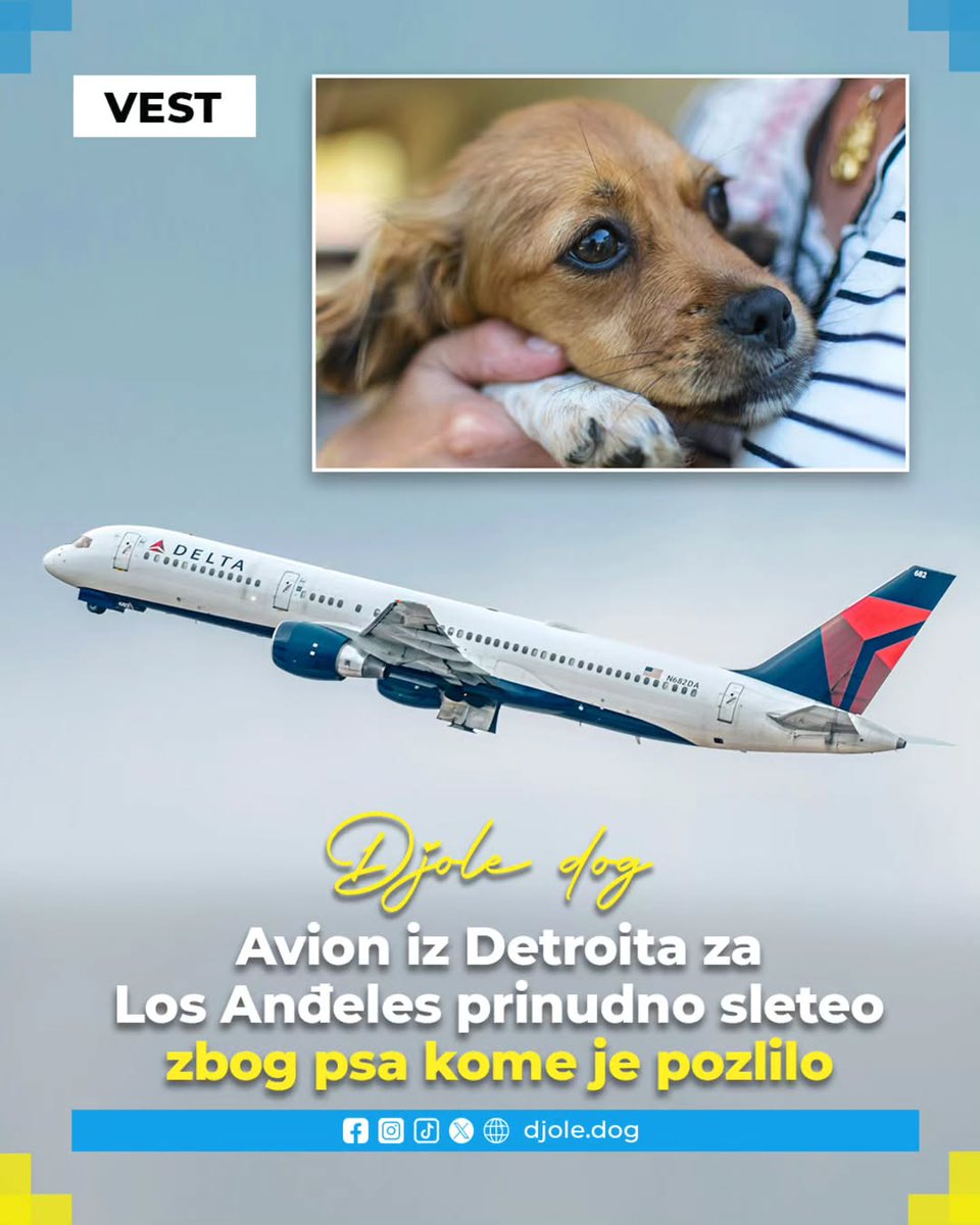 Djole dog tweet media