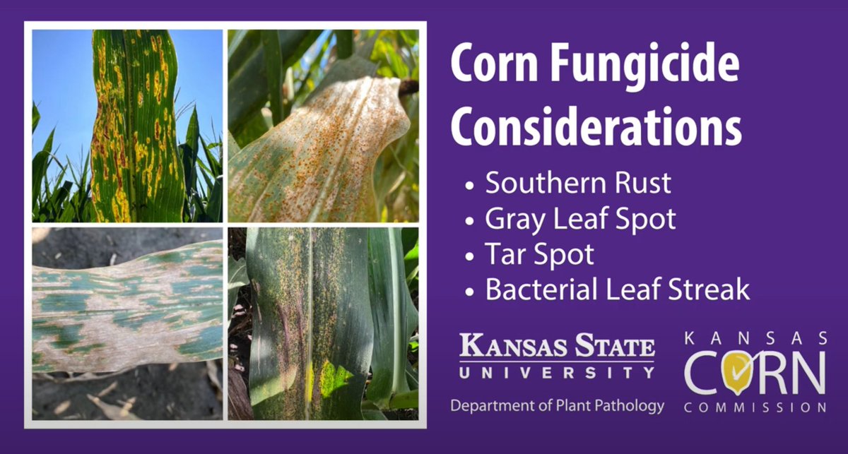 OnofreLab's tweet image. We are entering the time window when @kscorn producers should be scouting fields and assessing the need for a foliar fungicide application. For more info visit &gt;&gt;&gt;&gt; shorturl.at/fptmy &lt;&lt;&lt;&lt;