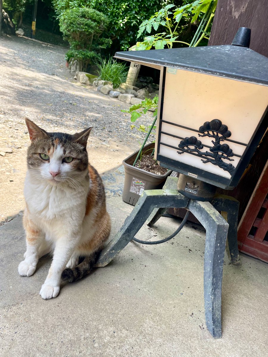 rabeeiit's tweet photo. 母娘で京都旅⛩️
神社仏閣めぐり 叡山電車スタンプラリー 旅先で出来た推し友 猫に囲まれる多幸な猫猫寺 運良く会えた猫住職 本物の美術より楽しい猫博物館 みたらしやデカ氷 男ブラ単独にラスト祇園花月
どれも1つ残らず最高に楽しいスポットでしたが、母娘共に1番の思い出となったのは似顔絵でした😊 https://t.co/LrmfONf4ou