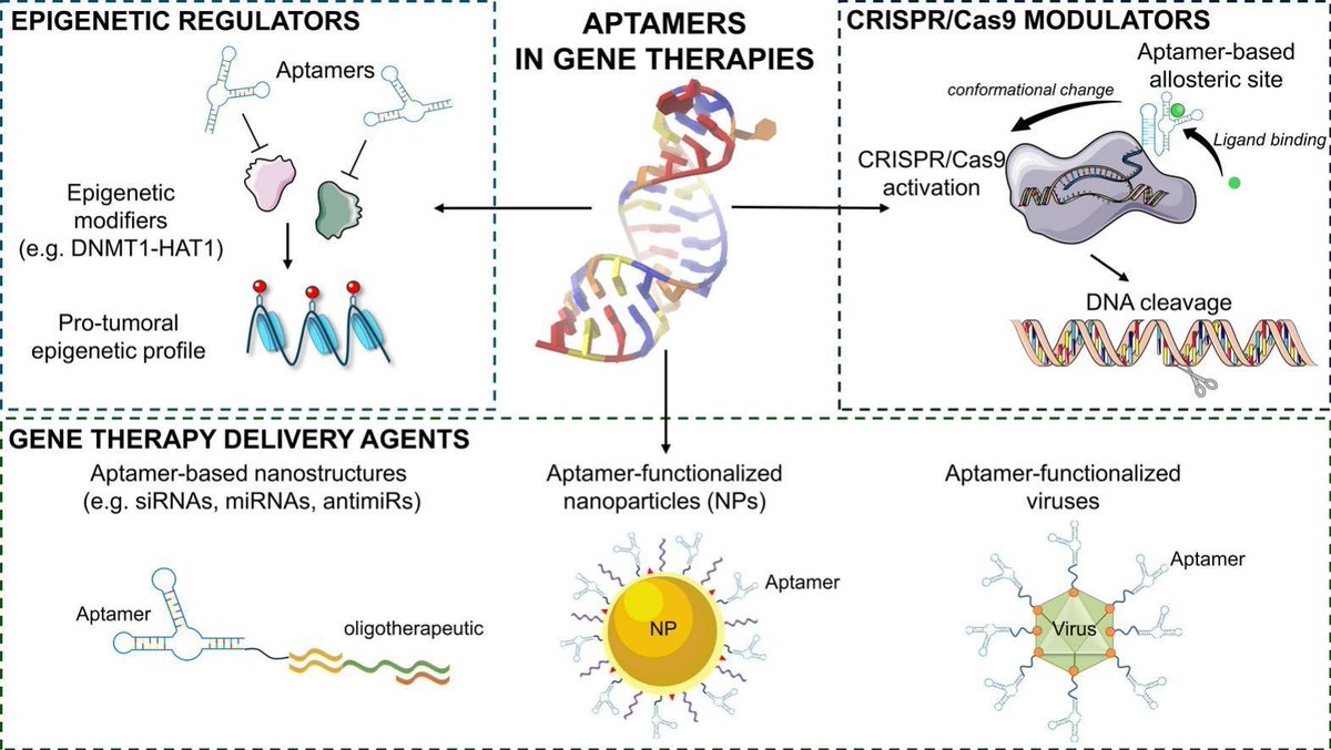 ADDReditors's tweet image. ADDR 50 days' free access: Aptamer-based applications in delivering cancer gene therapies and beyond: state of the art and the missing links to clinical translation.
By Silvia Catuogno & coworkers @harvardmed
#GeneTherapy #aptamer
kwnsfk27.r.eu-west-1.awstrack.me/L0/https:%2F%2…