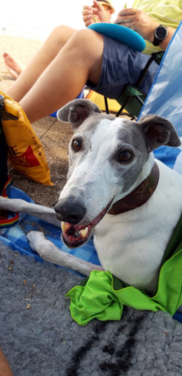 Five years since you crossed the 🌈bridge, one of the worst days of my life. I’m so sorry they let you down little girl, my little shadow I miss you so much 💔😭💔