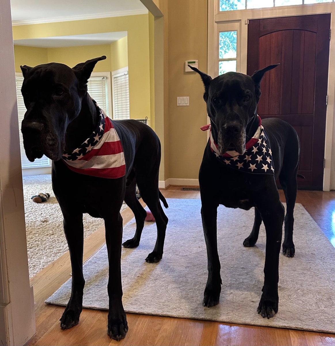 Stars &amp; Stripes, ready for a car ride!