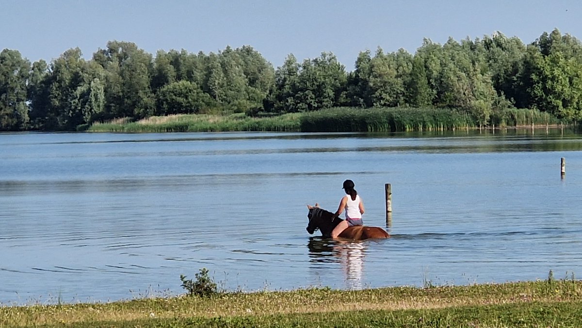 Heerlijk afkoelen zo voor paard en ruiter <a href="/maassluis/">Maassluis</a>