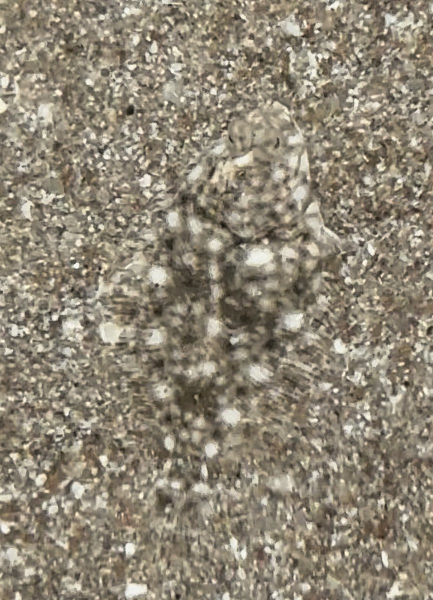 Amazing camouflage of two fish I noticed in an estuary yesterday - Sand Goby and Flounder. Even with the photo cropped as it is, the flounder is hard to see!

📍 the north coast of Scotland