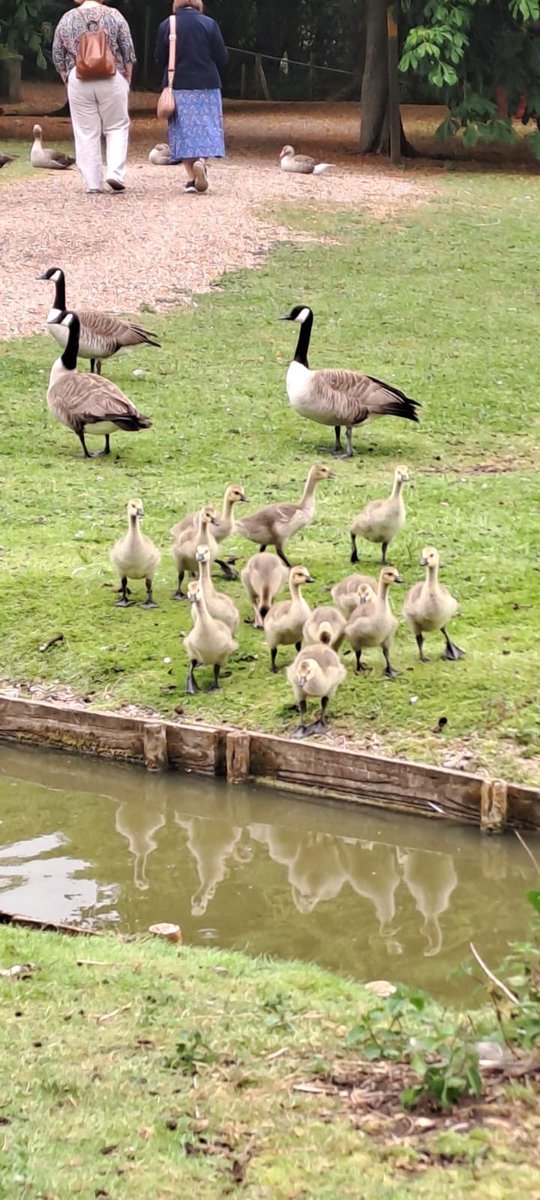 LambleyWi's tweet photo. Day21 #30DaysWild The proud parents are looking on &amp; there for a helping hand if needed 🤣. 
@30DaysWild @WomensInstitute @NottsFedWI https://t.co/nqRBtBKHEo