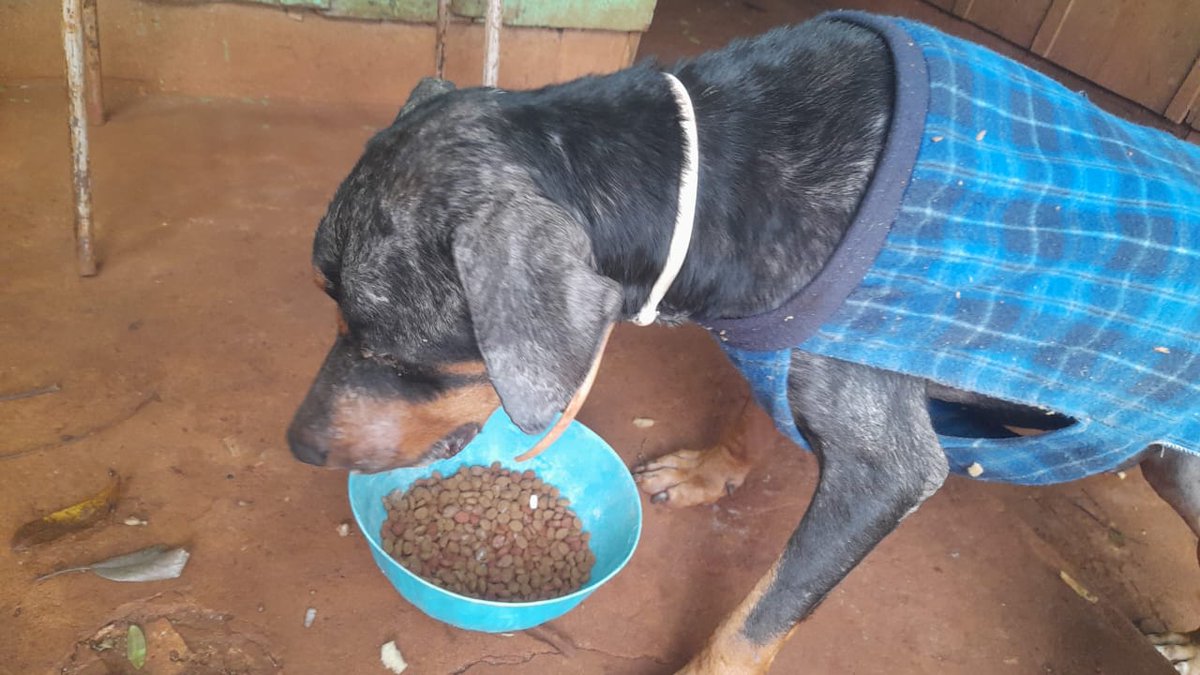 Se acuerdan de Toby? 

Esta mejorando super bien. 
Queremos ayudarle con balanceado.

Cualquier ayuda nos sirve 
Podemos recibir en bolsa en Encarnación o a través de donaciones 🙏