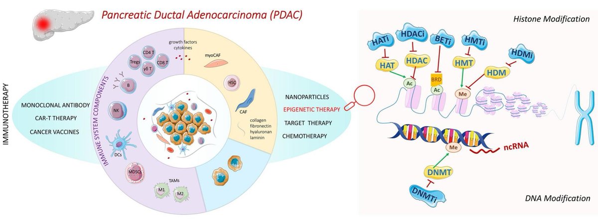 ADDReditors's tweet image. ADDR Open Access: Harnessing Epigenetic Inhibitors: A Promising Approach for Overcoming Challenges in Pancreatic Ductal Adenocarcinoma Treatment.
By Rosana Simón-Vázquez & coworkers @uvigo @CRS_SPLC
#epigenetic #deacetylase #immunotherapy
kwnsfk27.r.eu-west-1.awstrack.me/L0/https:%2F%2…