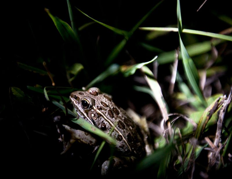 Our Thomas Creek Wetlands are a federally protected ecosystem and are vitally important to migrating birds, as well as mammals, amphibians, and native plants. Read more in our May newsletter here: ecode360.com/FA6731/documen…