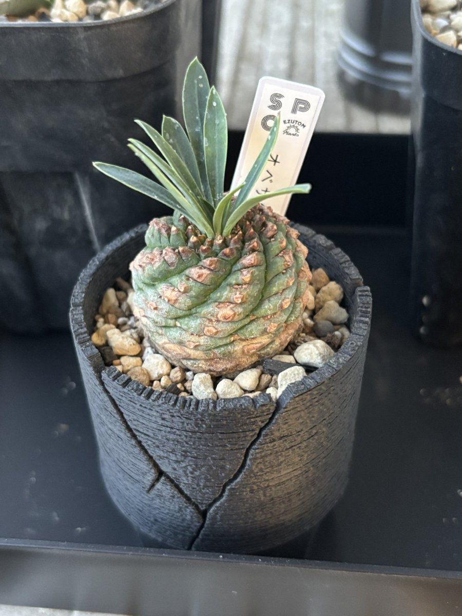 早速の植替え！
勝手なSPCコラボ楽しんでます🤣
オベ鉄かわいいなぁ
<a href="/ezut_m/">ezutm</a> 
#SSN鉢