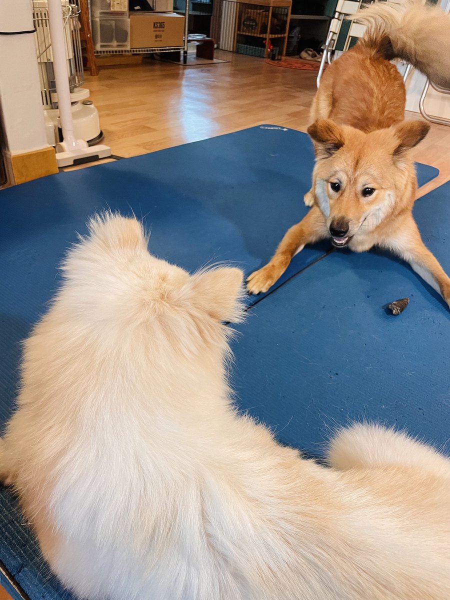 강아지 오늘 센터에서 떠난 이후 처음으로 자기랑 엄청 재밌게 놀아주는 눈니 만나서 엄청 행복해햇슴....! 얼마나 좋왔는지 자기 장난감 가져다주고 뽀뽀도 해주고 곁에서 떠나지 않았는..