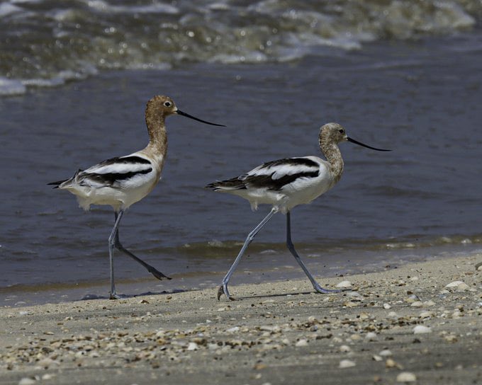 Good evening. 
 
Амралтын өдрөөрөө агаар салхинд алхав уу 🫧✨ 𓅫𓅫
#birdphotography #野鳥写真   
   (📷 louisianaspara)