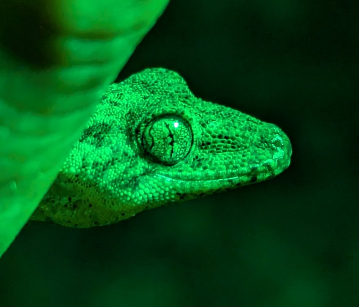 大物は来ず🥹
ヤモリは可愛い