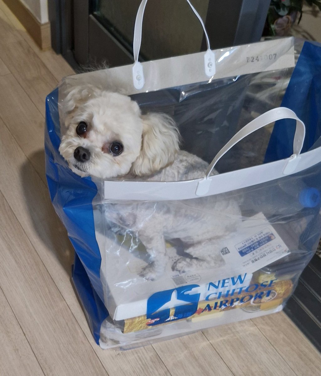 커여운 울집 갱얼쥐