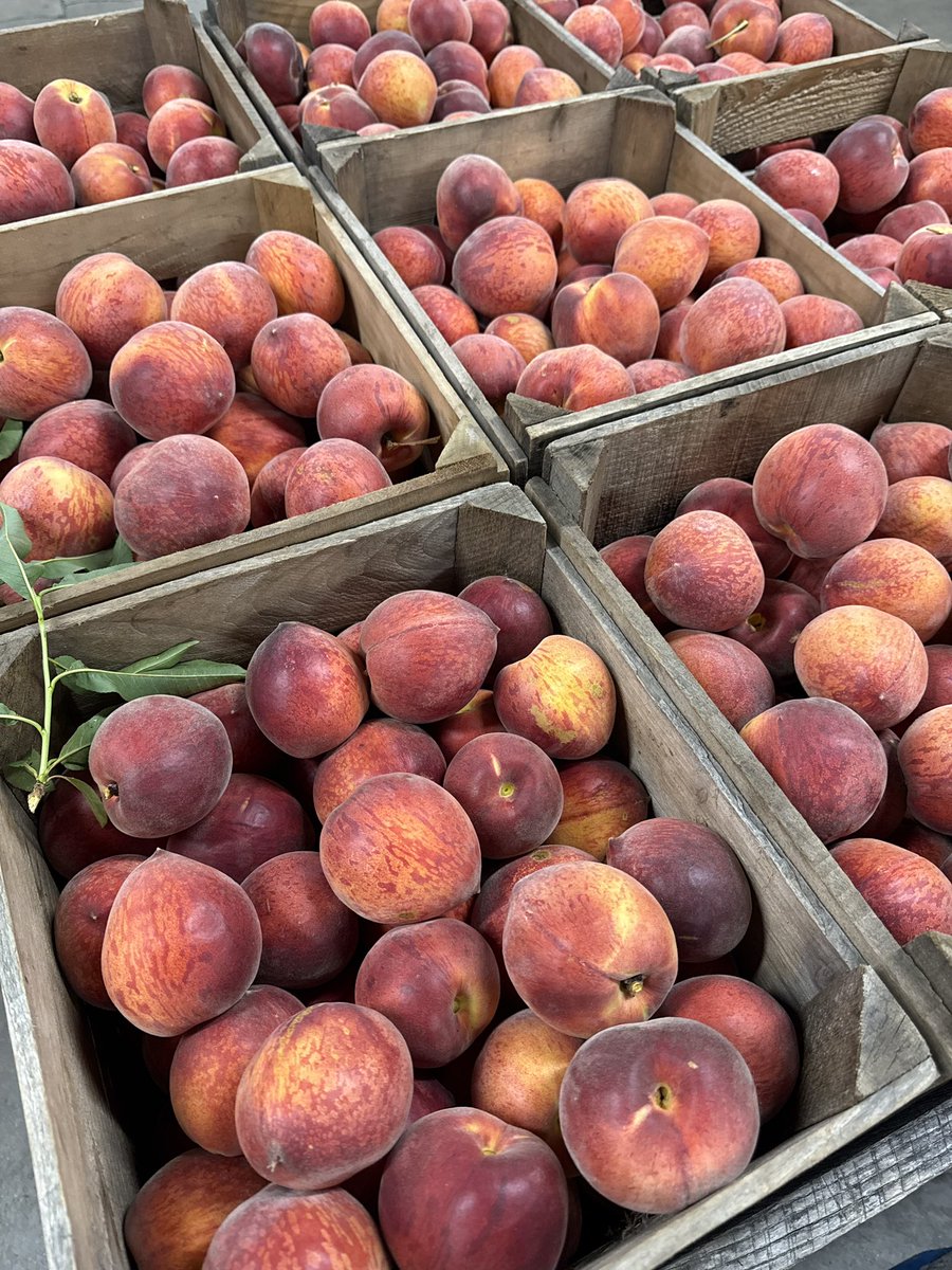 Our crew was out bright and early this morning picking our first peach crop of the season. In our Market you’ll find Rich May Peaches. They are a Yellow flesh cling peach. Sweet and great tasting!
Pricing the same as last year:
7.99 quart
15.99 1/2 peck
32.99 1/2 bushel