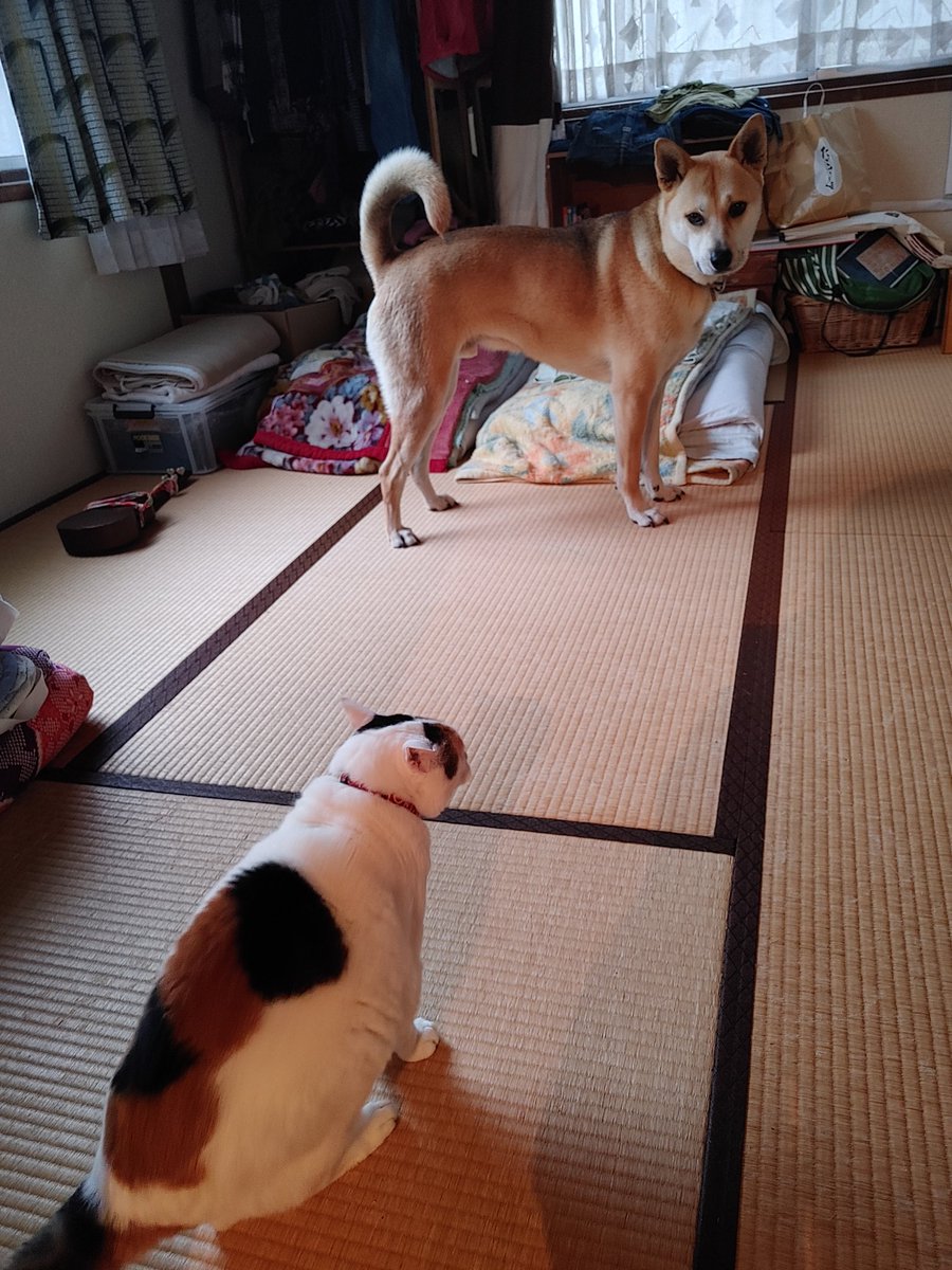 給付金も何もかも…
現世利益ばっかりやな、コンチクショーめ(ФωФ)(U´・ェ・)