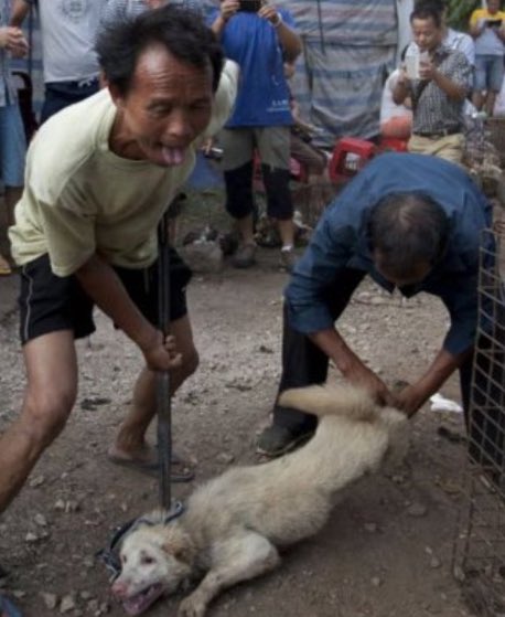 #StopYulin #Stopyulin2025 Hey, Yulin City, stop with the lousy fucking dog meat festival!
