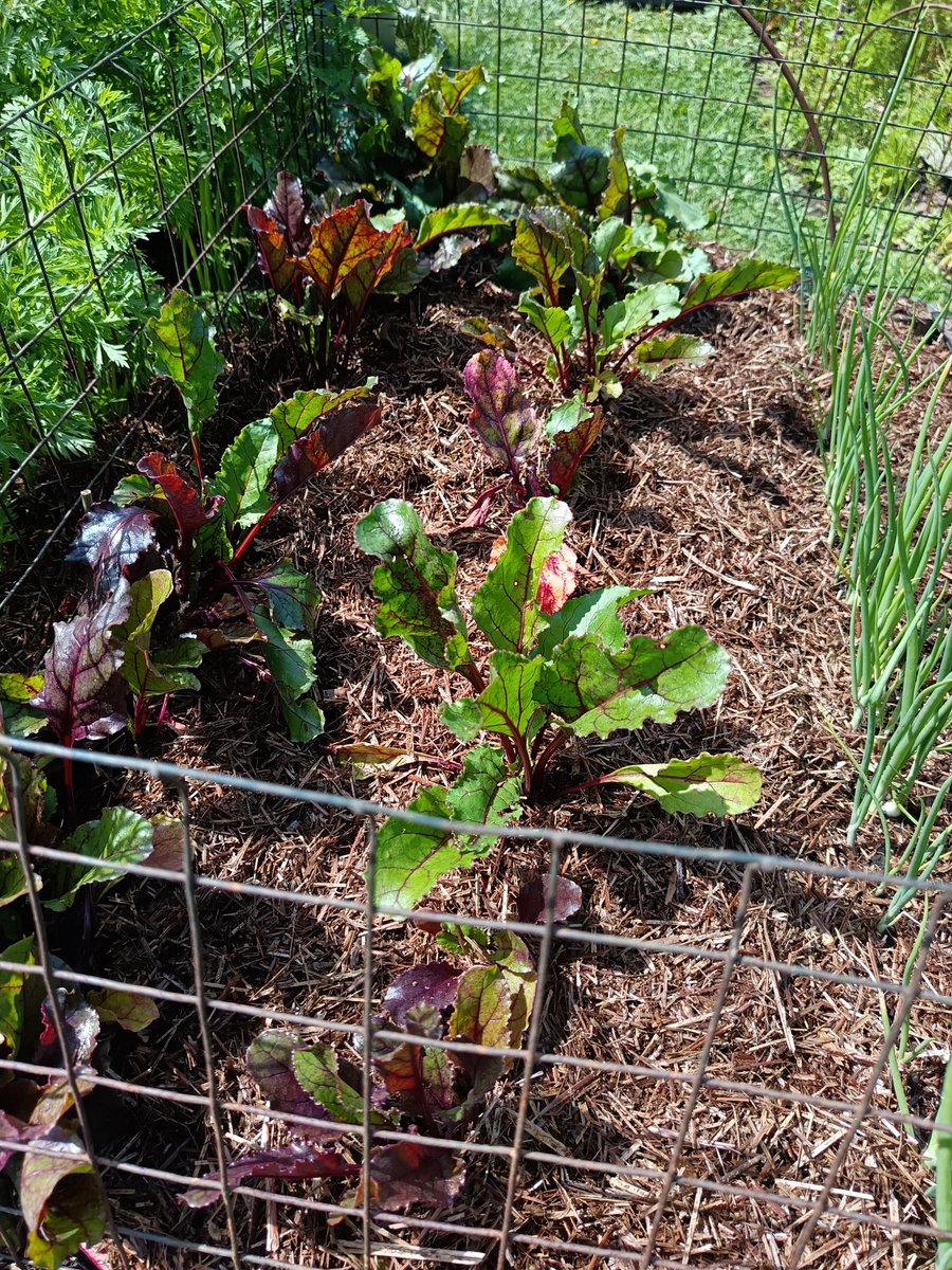 ngsgardenhook's tweet photo. Trialling @Strulchmulch @strulch Garden Mulch  and now the parsnips, beetroot and carrots are actively growing in my raised veg beds they got a good water early this morning and then a good thick layer of the mulch was added to retain moisture and restrict weed germination. https://t.co/oc0SOjAGCN