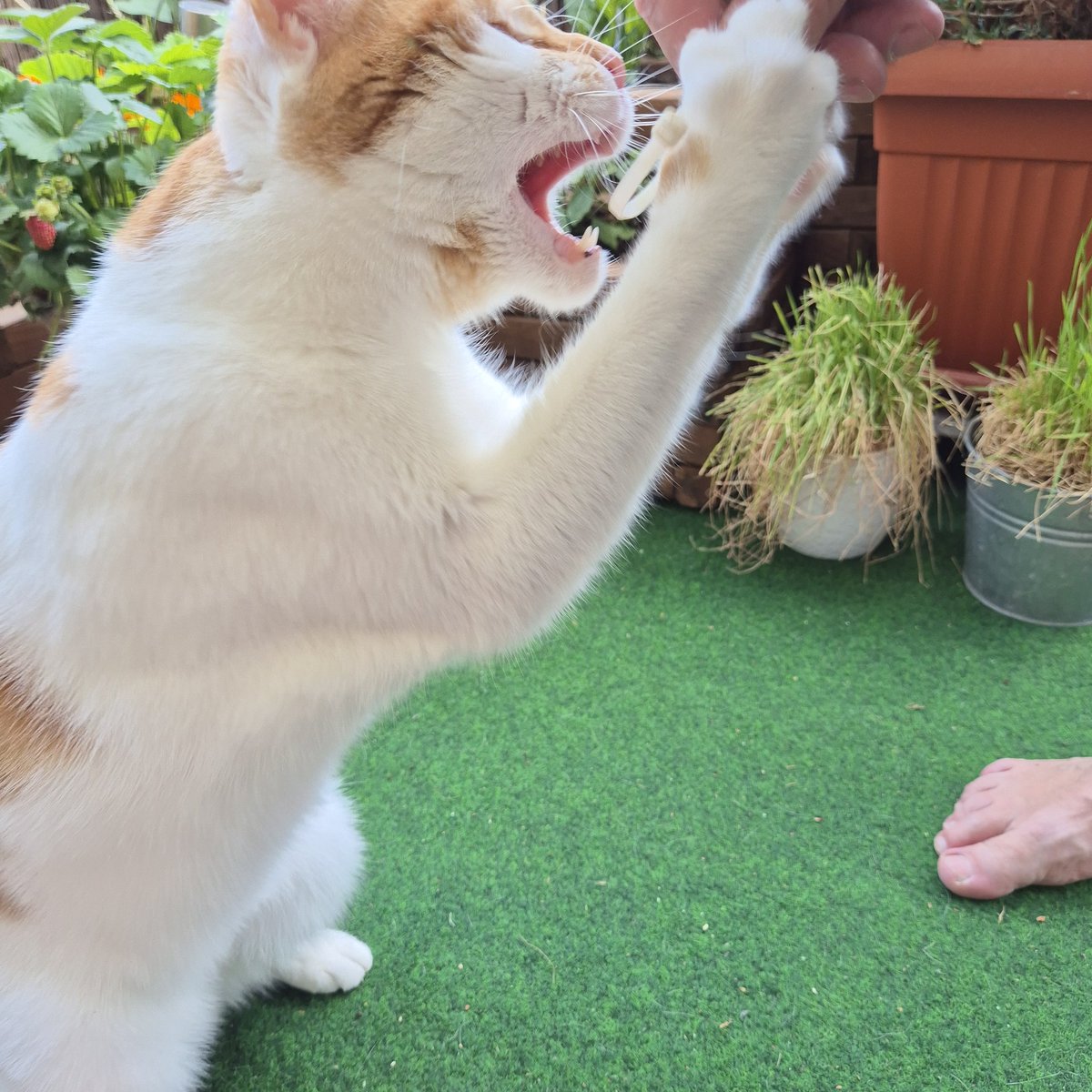Let's play, it's #caturday 😹❤️🐾🐾🐈😻
#CatsOfTwitter #CatsLover #CatsAreFamily #cats #AdoptDontShop 💕