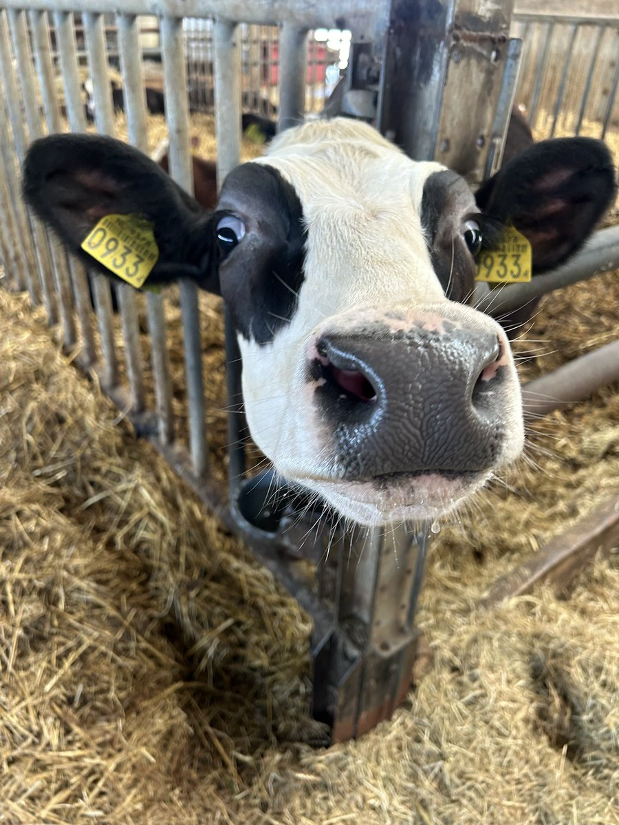 Geen #BBBestuurderscongres voor mij vandaag. We maken hooi zodat deze knappe dame deze winter ook weer lekker te eten heeft!