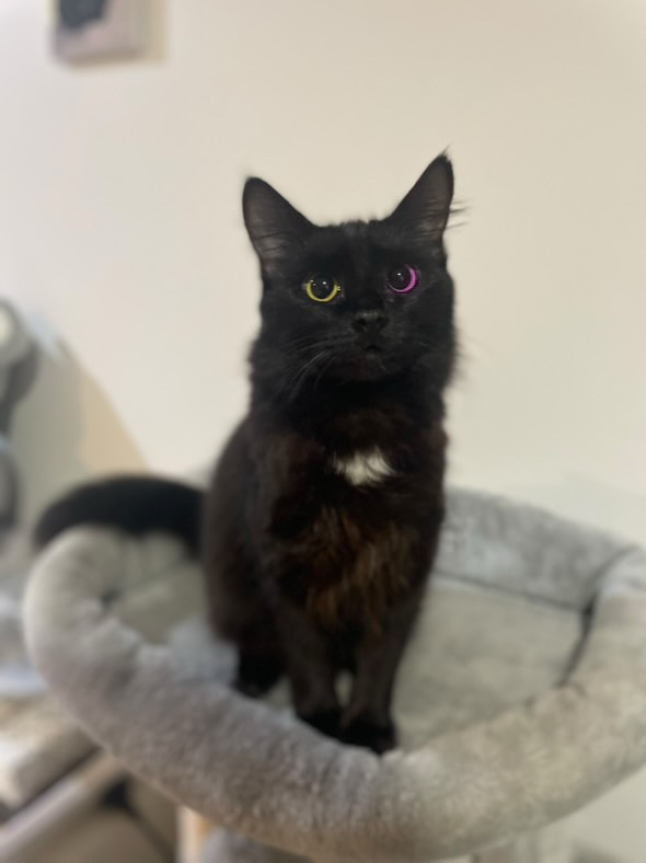 komet_'s tweet image. wtf is wrong with my girlfriends cat stop looking at me like that