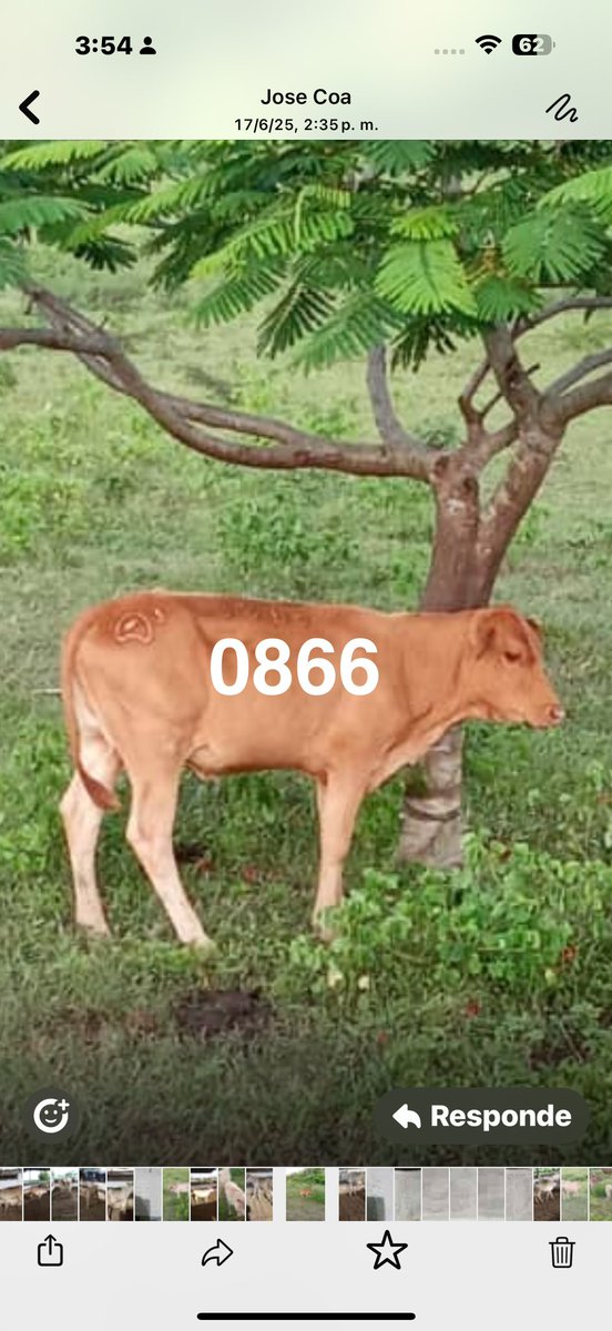 Mestiza Carora/Senepol