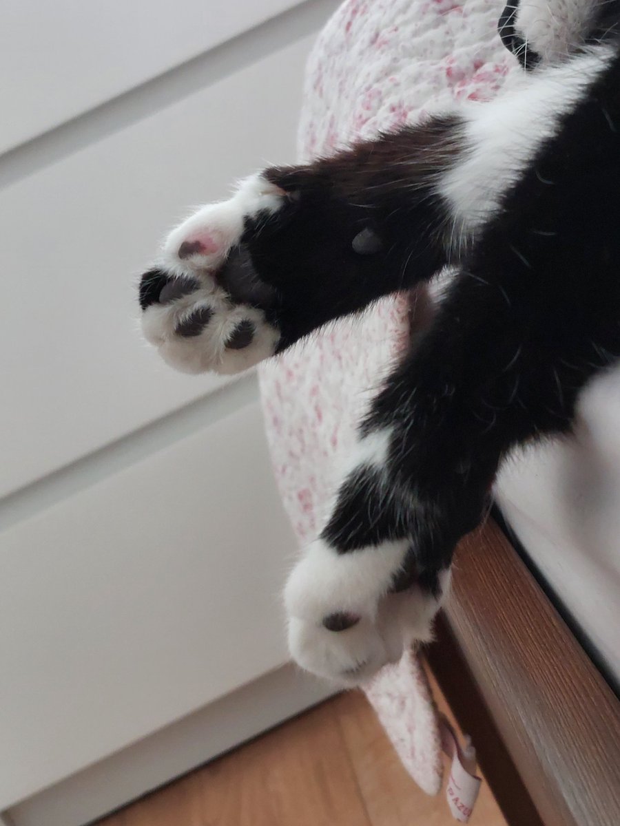 Paws for thought. Happy #Caturday by Lumi 🐈‍⬛